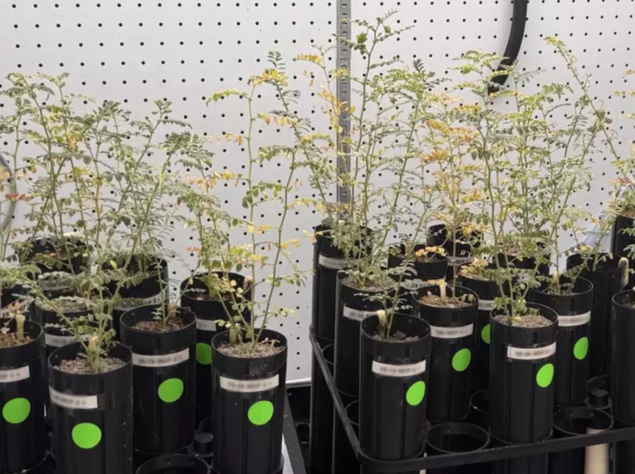 Plantas de garbanzos que crecen en diversas mezclas de simulación de suelo lunar investigadas