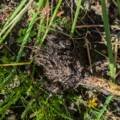 Qué microorganismos viven en el suelo agrícola y qué función cumplen