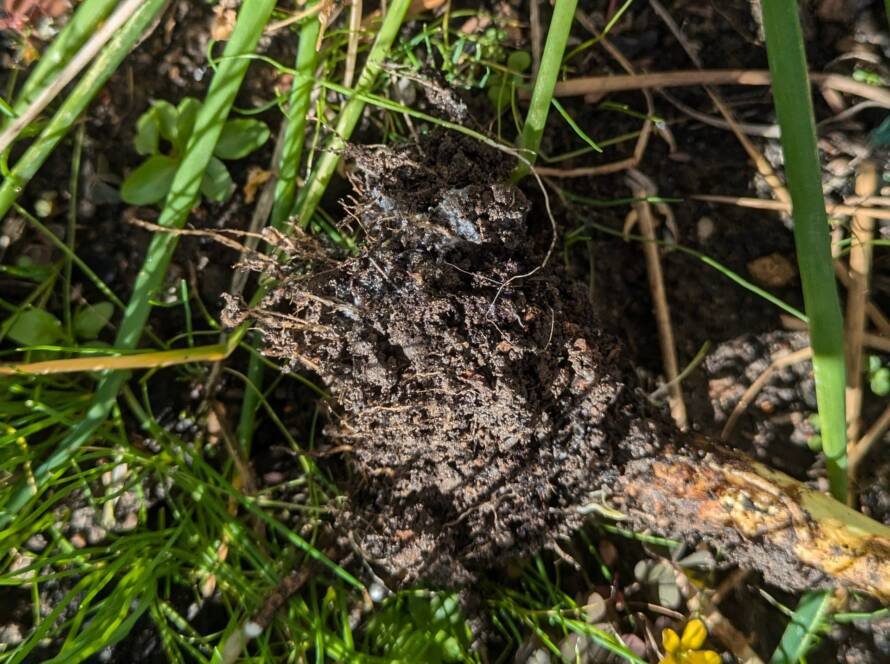 Microorganismos del suelo en raíces de una planta