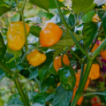 El suelo también cambia el picor: cómo influye en la capsaicina del chile